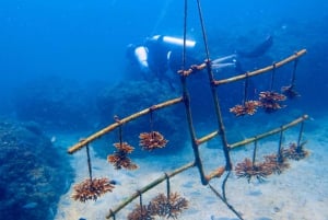 Qantab Beach: Oppdag dykkeropplevelse