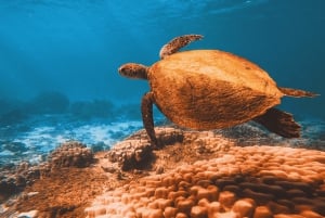 Qantab Beach: Oppdag dykkeropplevelse