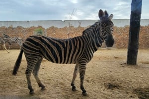 Safari World Zoo og Wahiba Sands Sunset med middag