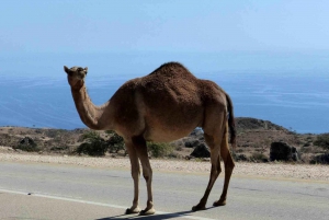 Salalah lufthavnstransport til alle hoteller i Dhofar