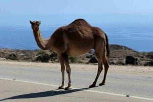 Transfer lotniskowy z Salalah do wszystkich hoteli w Dhofar