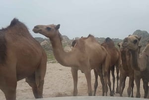 Salalah: Overnatning i beduintelt i ørkenen + solnedgangssafari