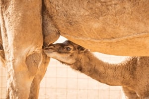 サラーラ：ラクダ農場訪問、ラクダのミルクと肉の試食