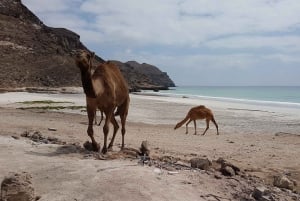 Salalah: Camel Riding on the Beach with Hotel Pick and Drop