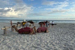 Salalah: Kameltur på stranden