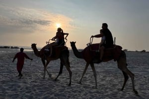 Salalah: Kameltur på stranden