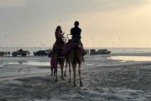 Salalah: Kameltur på stranden