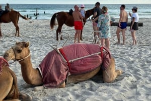 صلالة: ركوب الجمال على الشاطئ