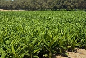 Salalah: Moschee, Al-Gharif-Projekt und königliche Farm
