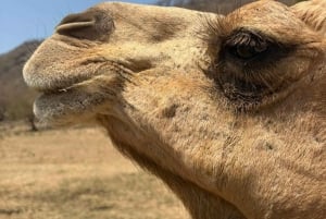 Salalah: Moschee, Al-Gharif-Projekt und königliche Farm