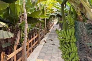 Salalah: Moschee, Al-Gharif-Projekt und königliche Farm