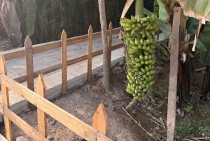 Salalah: Moschee, Al-Gharif-Projekt und königliche Farm