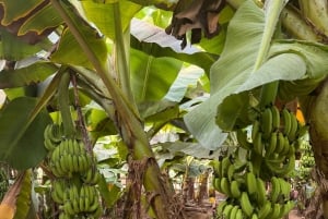 Salalah: Moschee, Al-Gharif-Projekt und königliche Farm