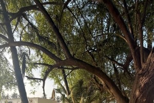 Salalah: Moschee, Al-Gharif-Projekt und königliche Farm