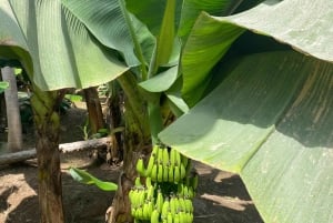 Salalah: Moschee, Al-Gharif-Projekt und königliche Farm