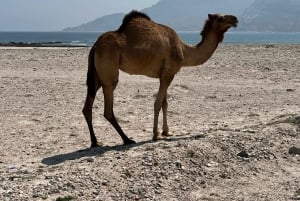 Salalah: Coastal Highway Tour to Fushi Dunes & Hasik Beach