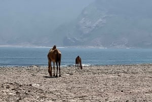 Salalah: Coastal Highway Tour to Fushi Dunes & Hasik Beach