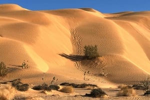 Salalah : Safari dans le désert et chasse au sable dans le quartier vide