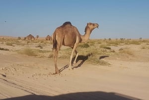 Салала: сафари по пустыне и катание по песку в пустом квартале