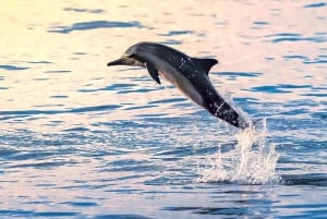 صلالة: جولة بالقارب لمشاهدة الدلافين مع خدمة الاستقبال