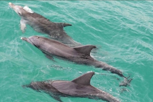 Salalah Dolphin Watching Boat Tour with Refreshments