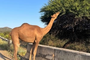 Salalah Ost Abenteuer: Wasserfälle, Berge & Safari