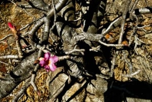 مغامرة صلالة الشرقية: الشلالات والجبال ورحلات السفاري