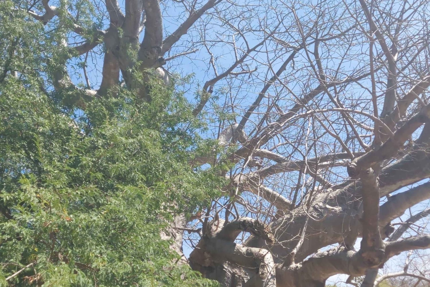 Excursão a leste de Salalah: Taqah, cascata de Darbat, baobá de camelo