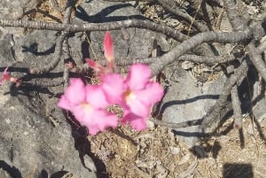 Salalah East Tour: Taqah , Darbat vesiputous, kamelin baobab.