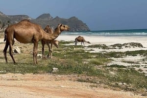 Salalah | Plaża Fazayah, plaża Mughsail i drzewa kadzidłowca