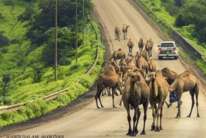 Salalah: Full-Day the magical Dhofar Tour with Lunch