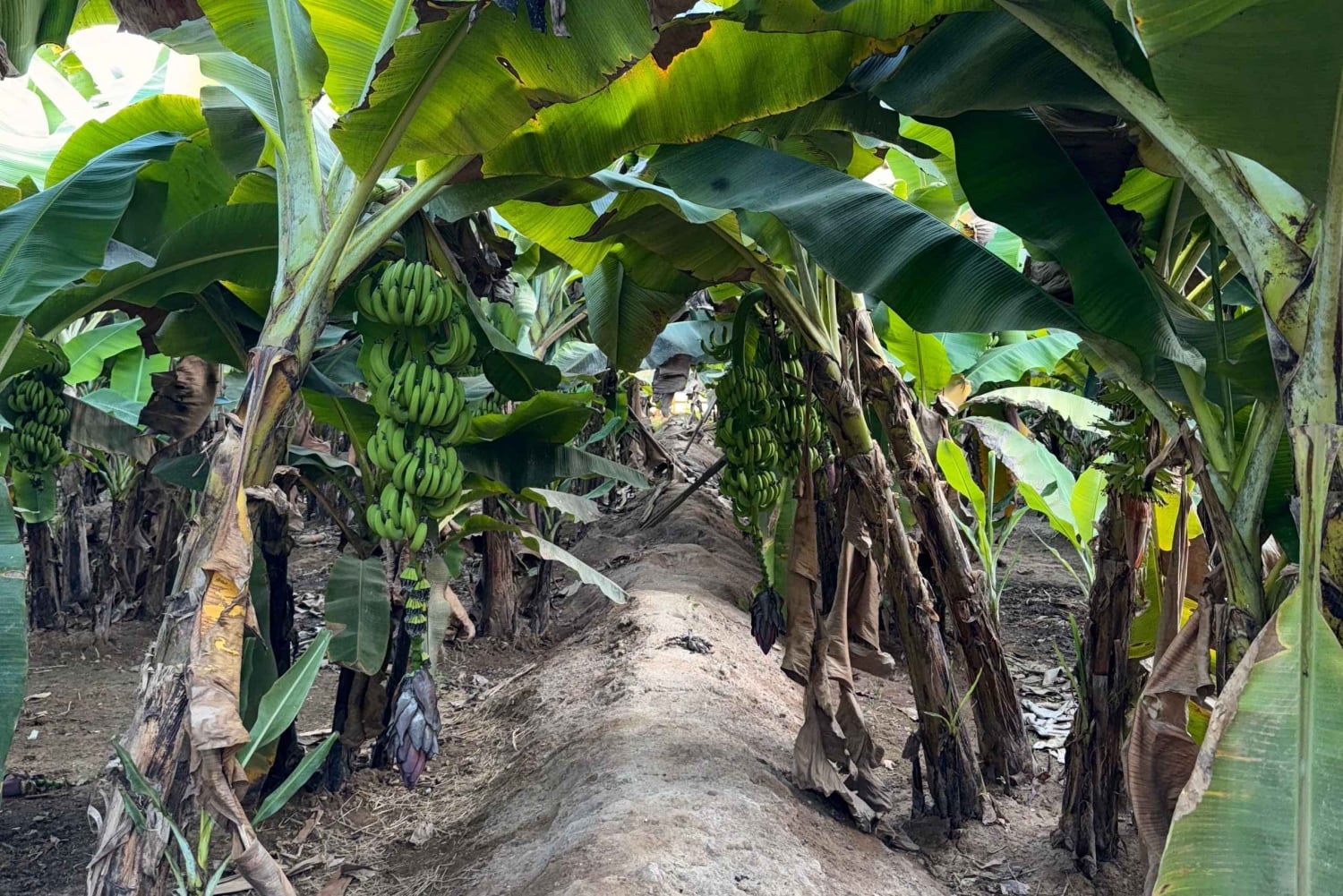 Salalah Highlights Tour: Heritage Sites, Markets & Beach