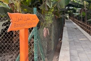 Salalah Highlights Tour: Heritage Sites, Markets & Beach