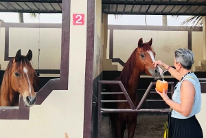 Salalah - Ridning vid stranden Hästridning vid stranden