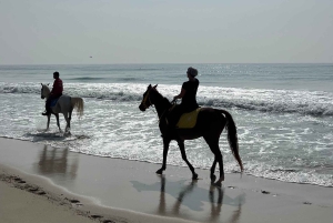 Salalah - Ridning vid stranden Hästridning vid stranden