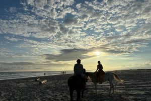 Salalah: Horse Riding on the Beach with Hotel Pick and Drop