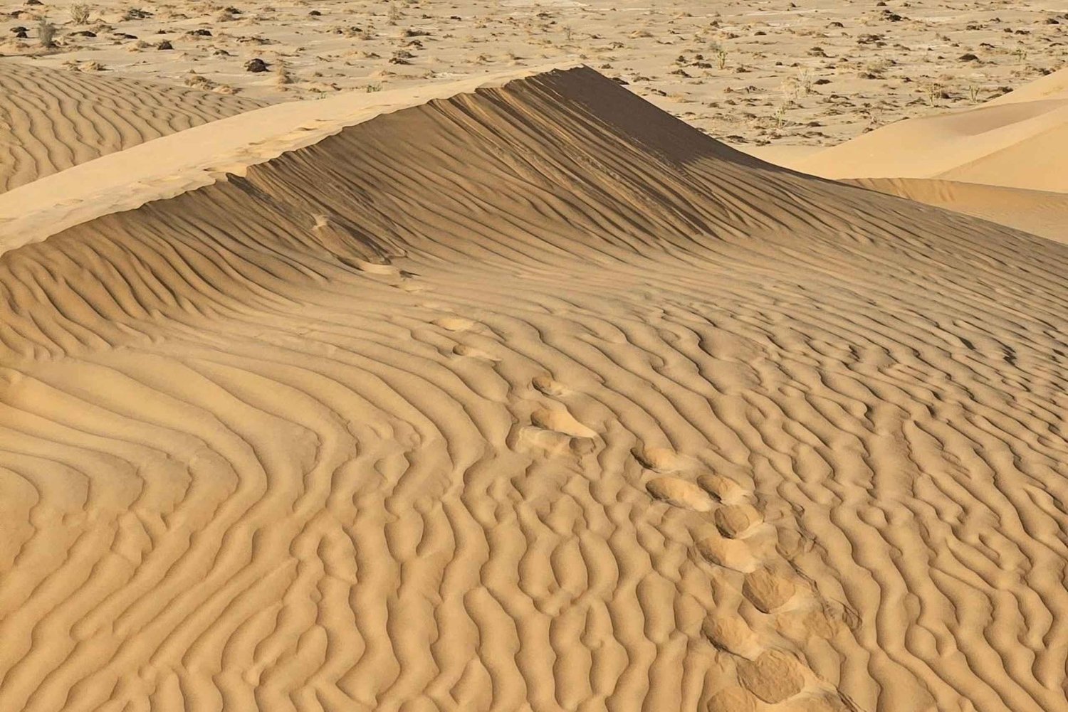 Salalah: Legendäre Rub’ al Khali-Wüstensafari mit Übernachtung