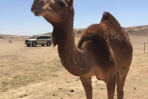 Salalah: leggendario safari notturno nel deserto del Rub' al Khali