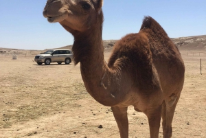 صلالة: رحلة السفاري الصحراوية الأسطورية في الربع الخالي بين عشية وضحاها