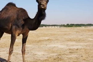 'Salalah zandavontuur: Ontdek de woestijn'