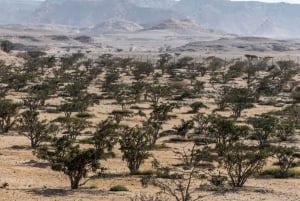 'Salalah Sands Adventure: Salahal Salah: Tutki aavikkoa'