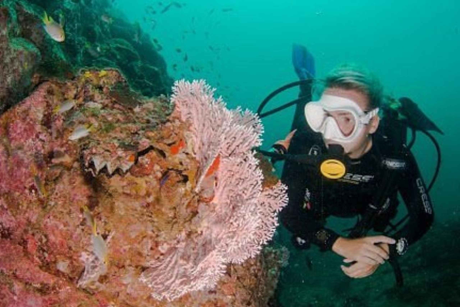 Salalah: Scuba Diving Discover Oman’s hidden underwater gems