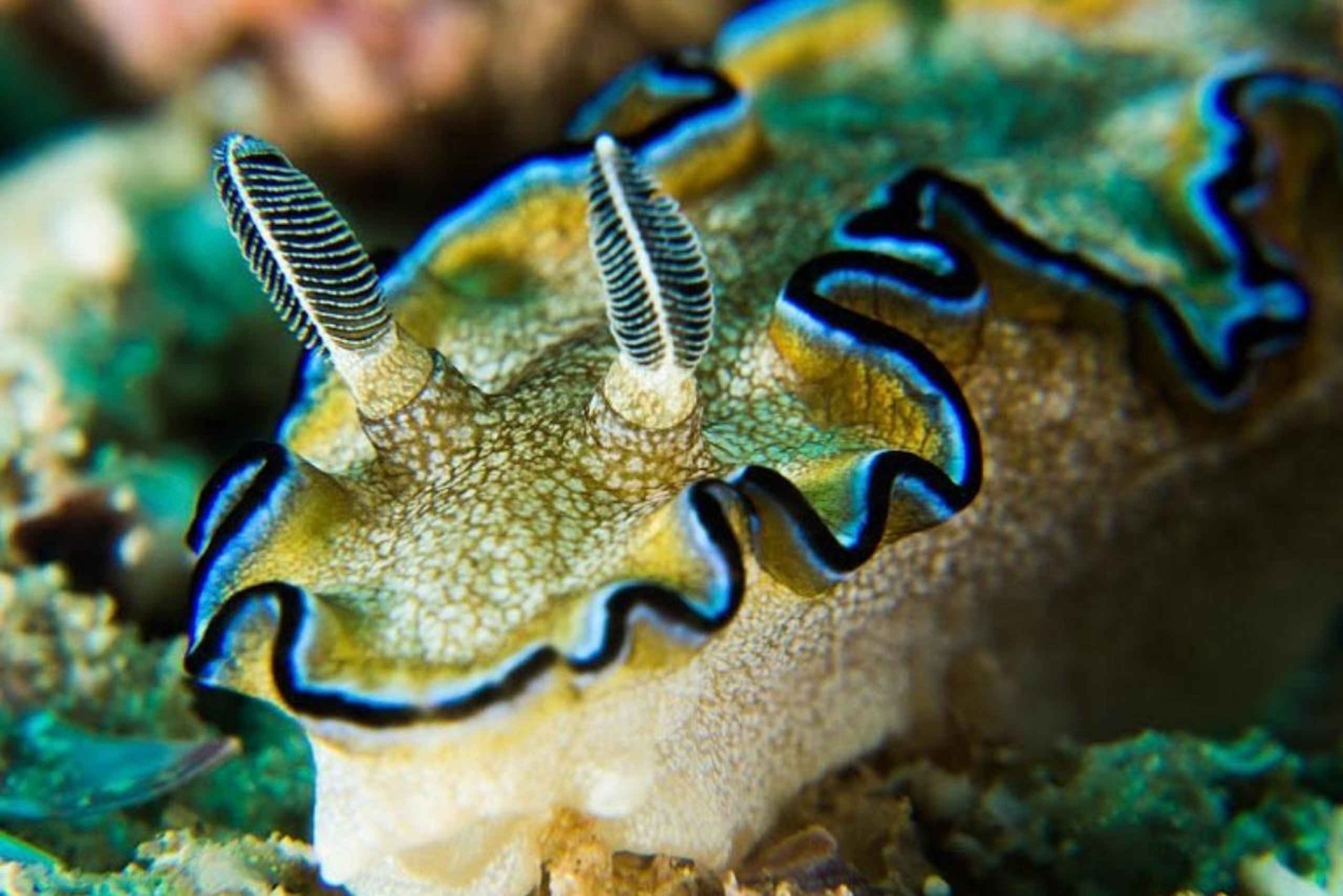 Salalah: Scuba Diving Discover Oman’s hidden underwater gems