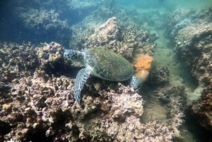 Salalah: Scuba Diving Discover Oman’s hidden underwater gems