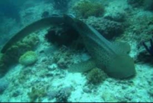 Salalah: Scuba Diving Discover Oman’s hidden underwater gems