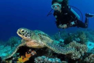 Salalah: Scuba Diving Discover Oman’s hidden underwater gems
