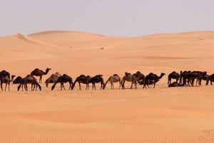 Salalah: Ökensafari i solnedgången i Salalah privat eller grupp