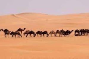 صلالة: رحلة سفاري خاصة أو جماعية في الصحراء وقت الغروب