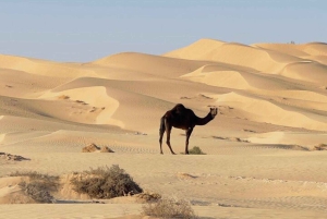 Salalah: Sonnenuntergang-Wüstensafari in Salalah (private Tour)