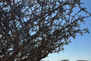 Salalah: Sonnenuntergang-Wüstensafari in Salalah (private Tour)